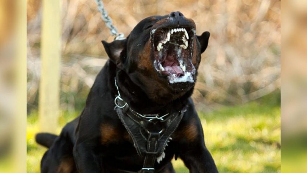 People want a rottweiler of a lawyer but they wont pay their lawyer less